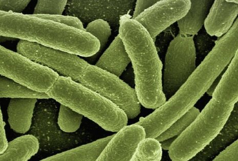 Why Bacteria Is The Secret to a Stronger Immune System | Bodyworks for Your Health